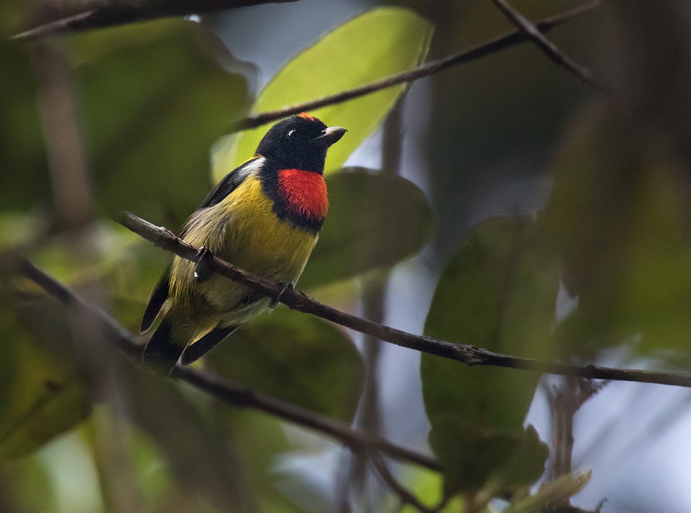 Scarlet-breasted Flowerpecker - Lars Petersson | My World of Bird Photography