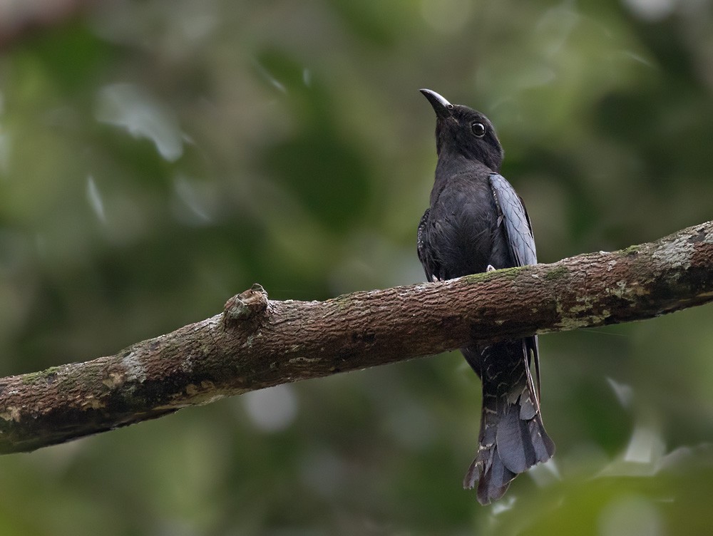 Square-tailed Drongo-Cuckoo - ML205981291