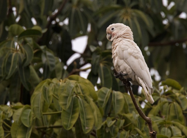 シロビタイムジオウム Ebird