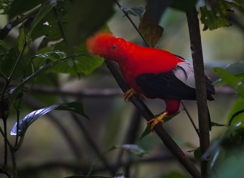 Andean Cock-of-the-rock - Lars Petersson | My World of Bird Photography