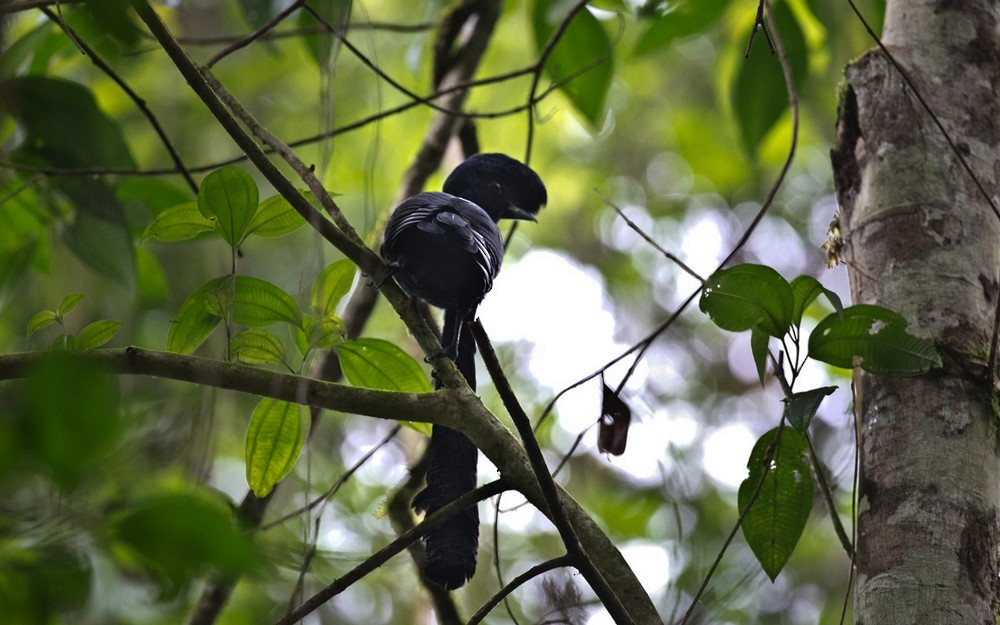 Эквадорская зонтичная птица - ML205981431