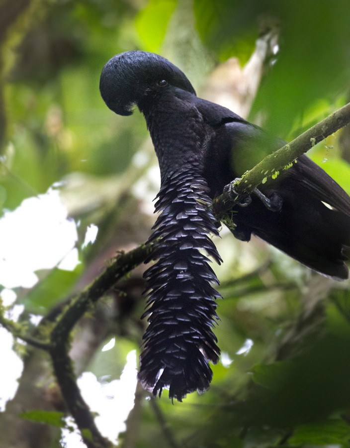 Эквадорская зонтичная птица - ML205981441