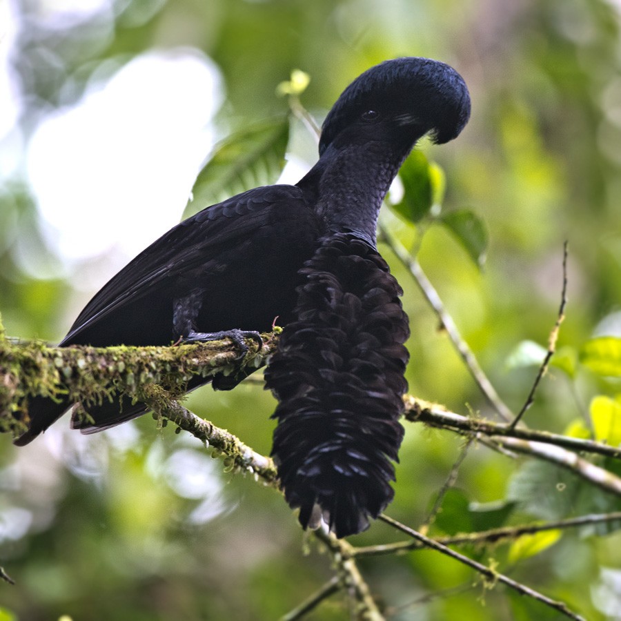 Эквадорская зонтичная птица - ML205981461