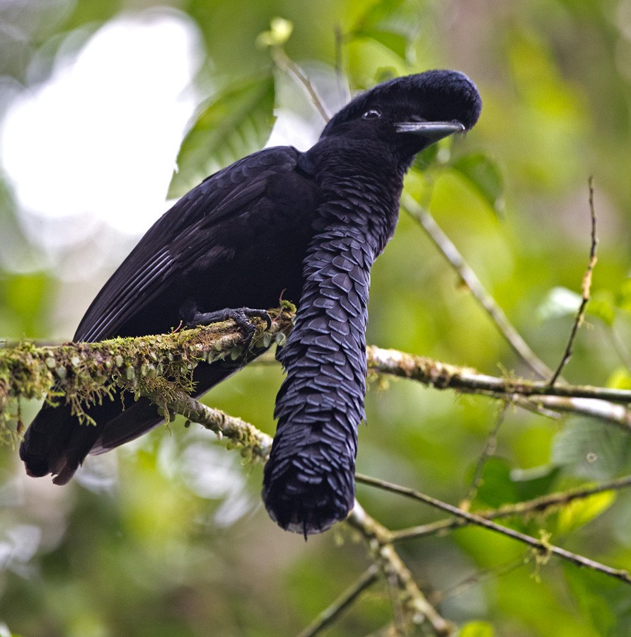 Эквадорская зонтичная птица - ML205981471