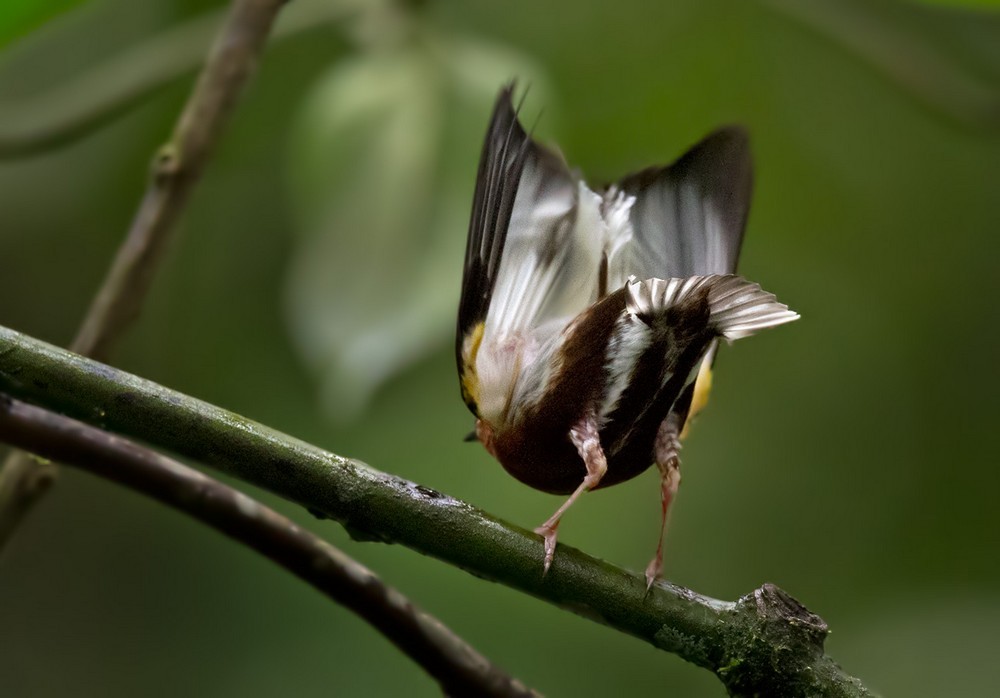 Club-winged Manakin - Lars Petersson | My World of Bird Photography