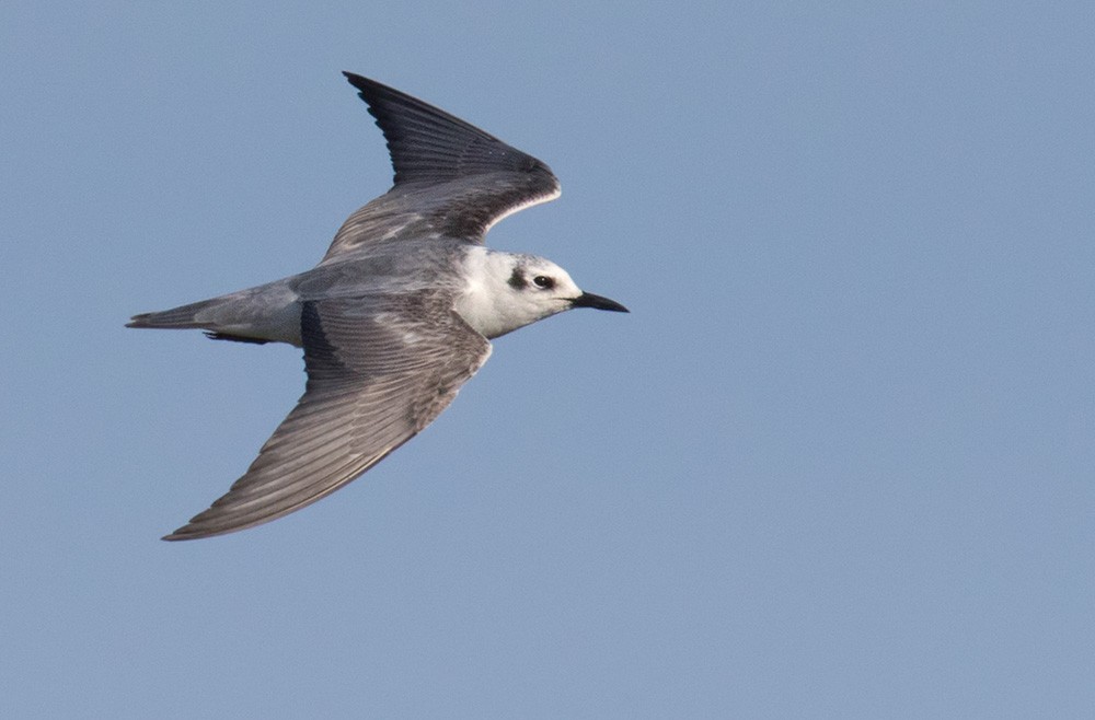 White-winged Tern - ML205981671