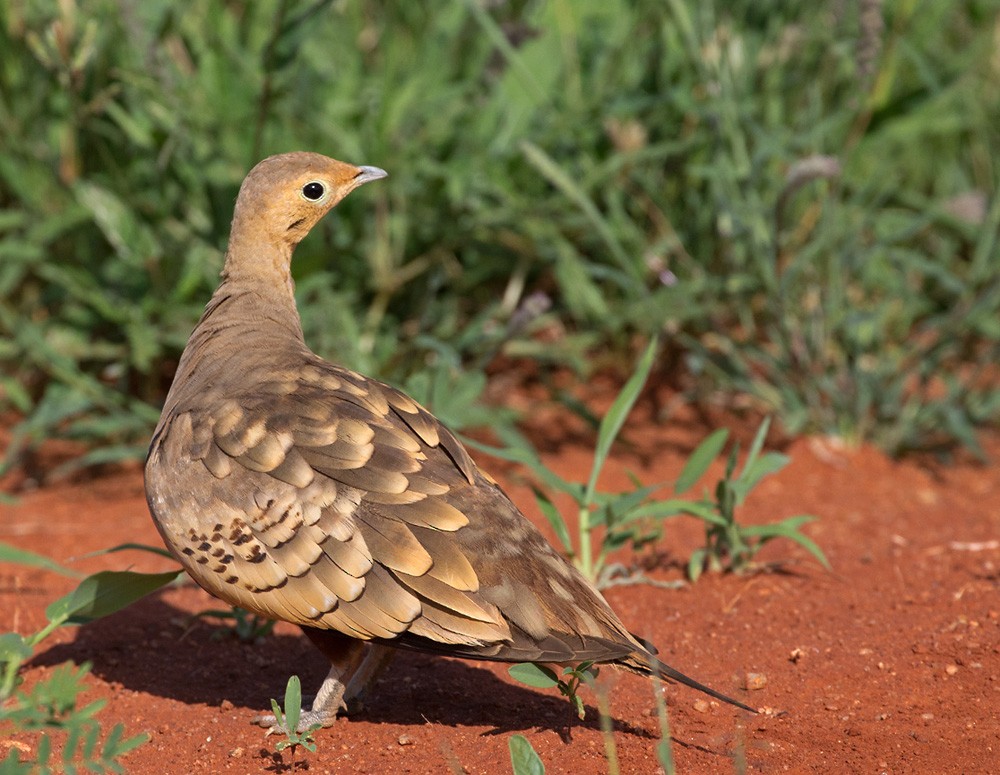 Chestnut-bellied Sandgrouse (African) - Lars Petersson | My World of Bird Photography