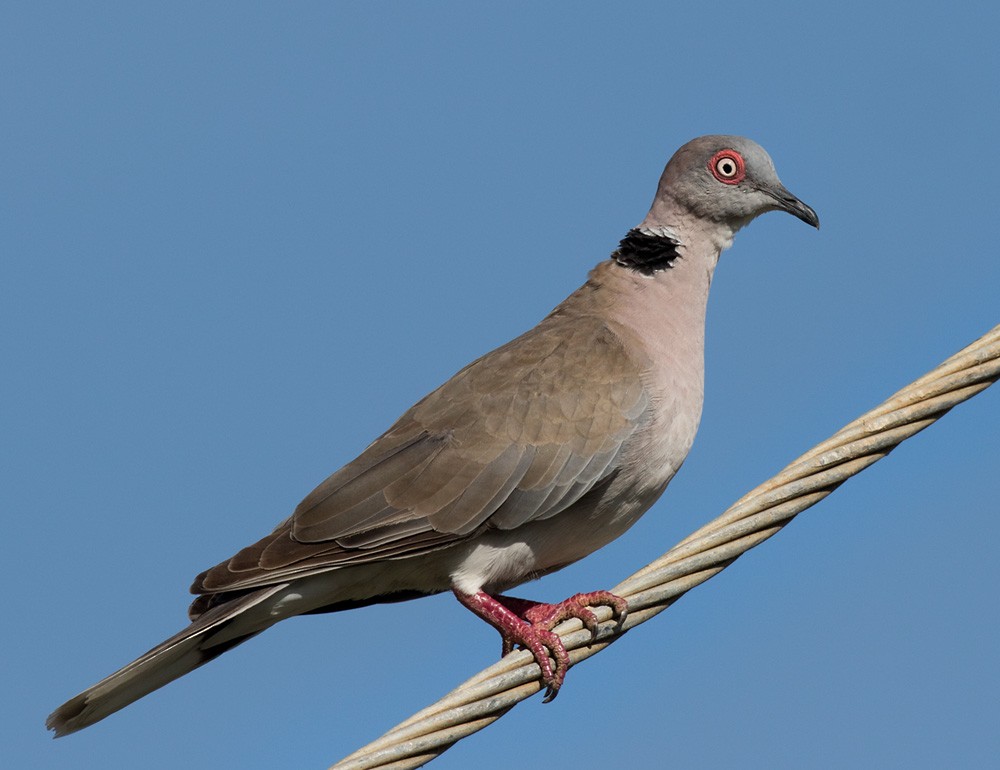 Mourning Collared-Dove - ML205981761