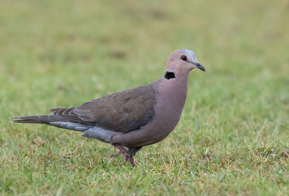 Red-eyed Dove - ML205981771