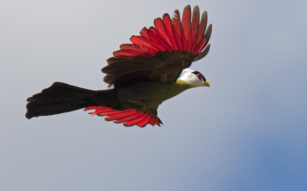 White-crested Turaco - ML205981881