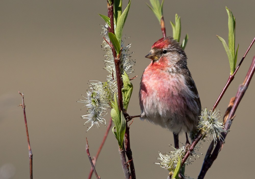 Common Redpoll (flammea) - Lars Petersson | My World of Bird Photography
