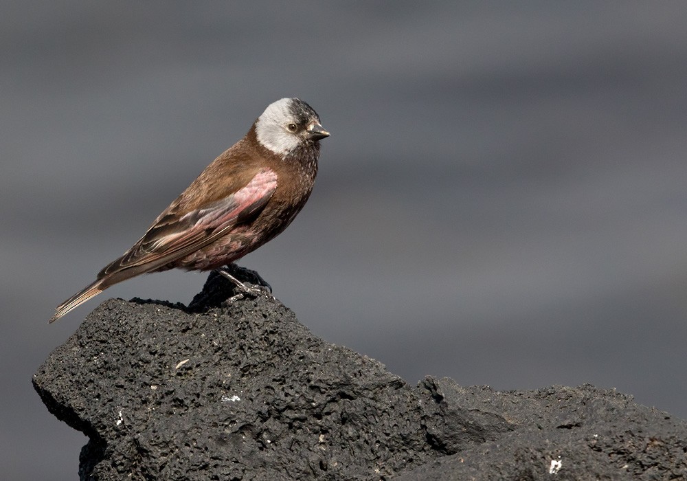 Gray-crowned Rosy-Finch (Pribilof Is.) - Lars Petersson | My World of Bird Photography