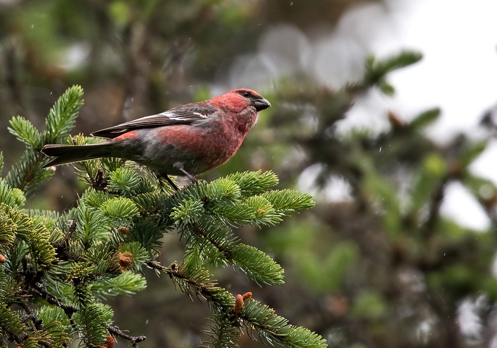 Pine Grosbeak (Taiga) - Lars Petersson | My World of Bird Photography