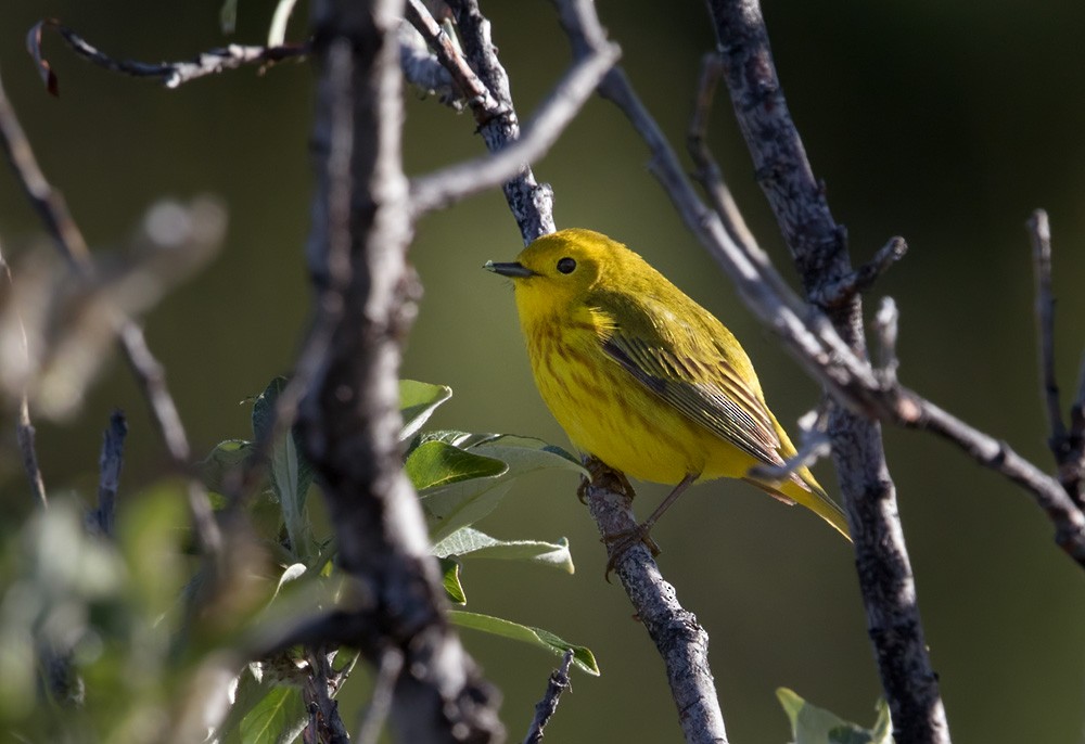 Yellow Warbler (Northern) - Lars Petersson | My World of Bird Photography