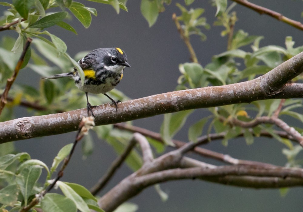 Yellow-rumped Warbler (Myrtle) - Lars Petersson | My World of Bird Photography