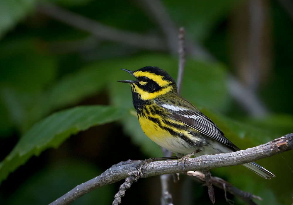 Townsend's Warbler - Lars Petersson | My World of Bird Photography