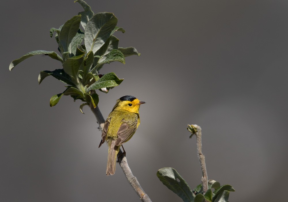 Wilson's Warbler (pileolata) - Lars Petersson | My World of Bird Photography