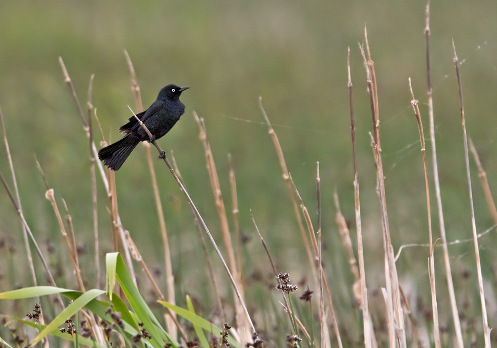 Rusty Blackbird - Lars Petersson | My World of Bird Photography