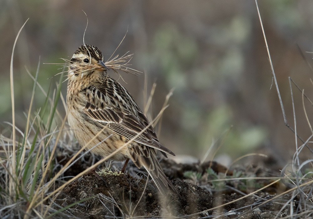 Smith's Longspur - Lars Petersson | My World of Bird Photography