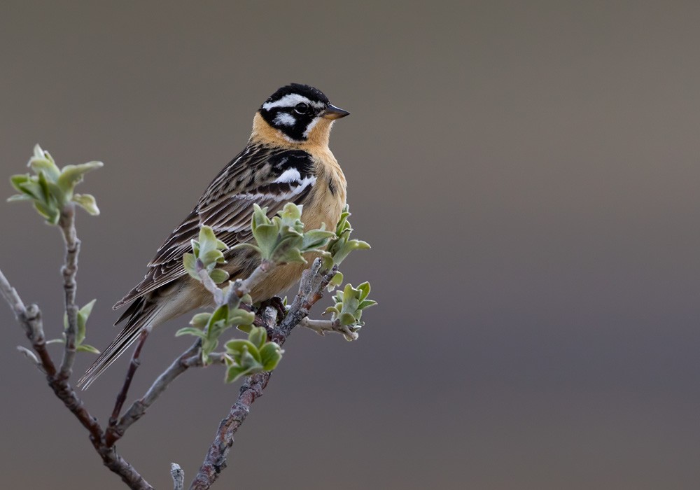 Smith's Longspur - Lars Petersson | My World of Bird Photography