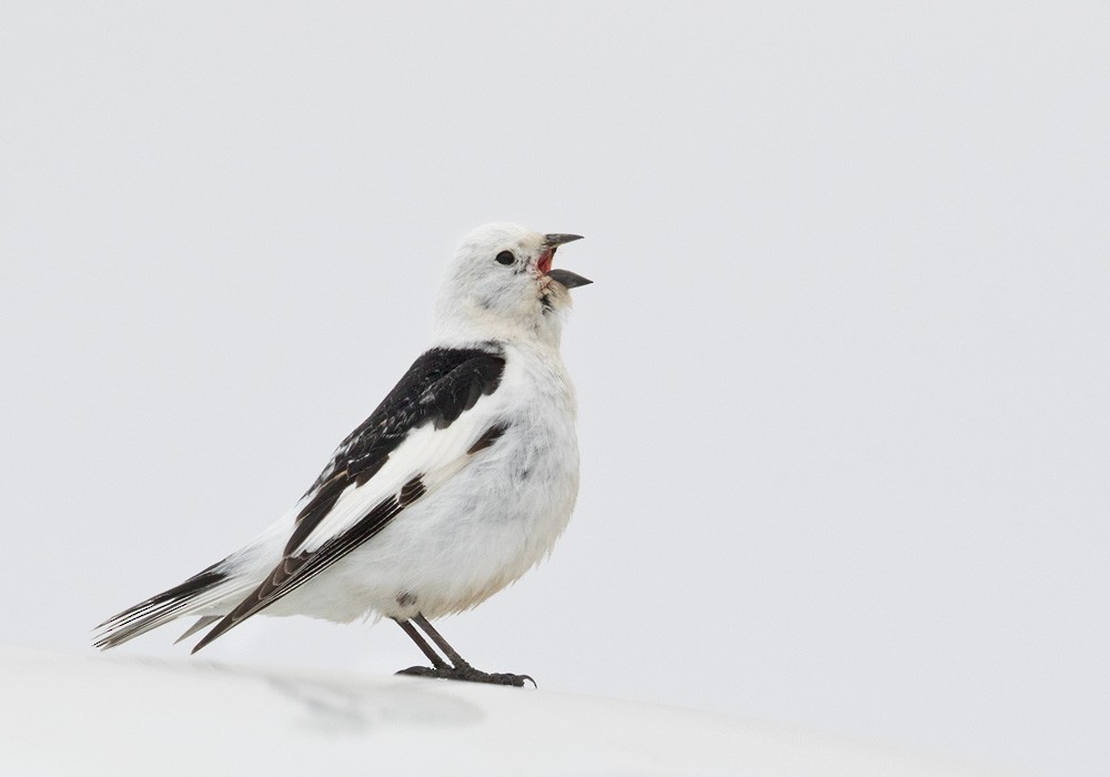 Snow Bunting - Lars Petersson | My World of Bird Photography