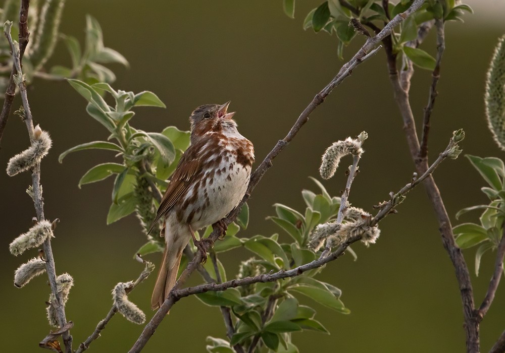 Fox Sparrow (Red) - Lars Petersson | My World of Bird Photography