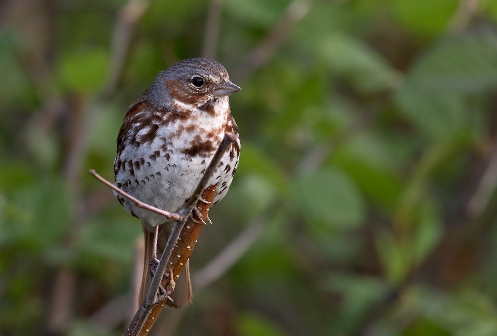 Fox Sparrow (Red) - Lars Petersson | My World of Bird Photography