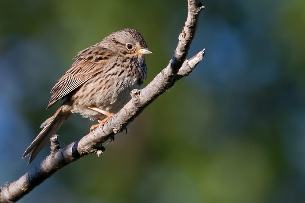 Lincoln's Sparrow - Lars Petersson | My World of Bird Photography