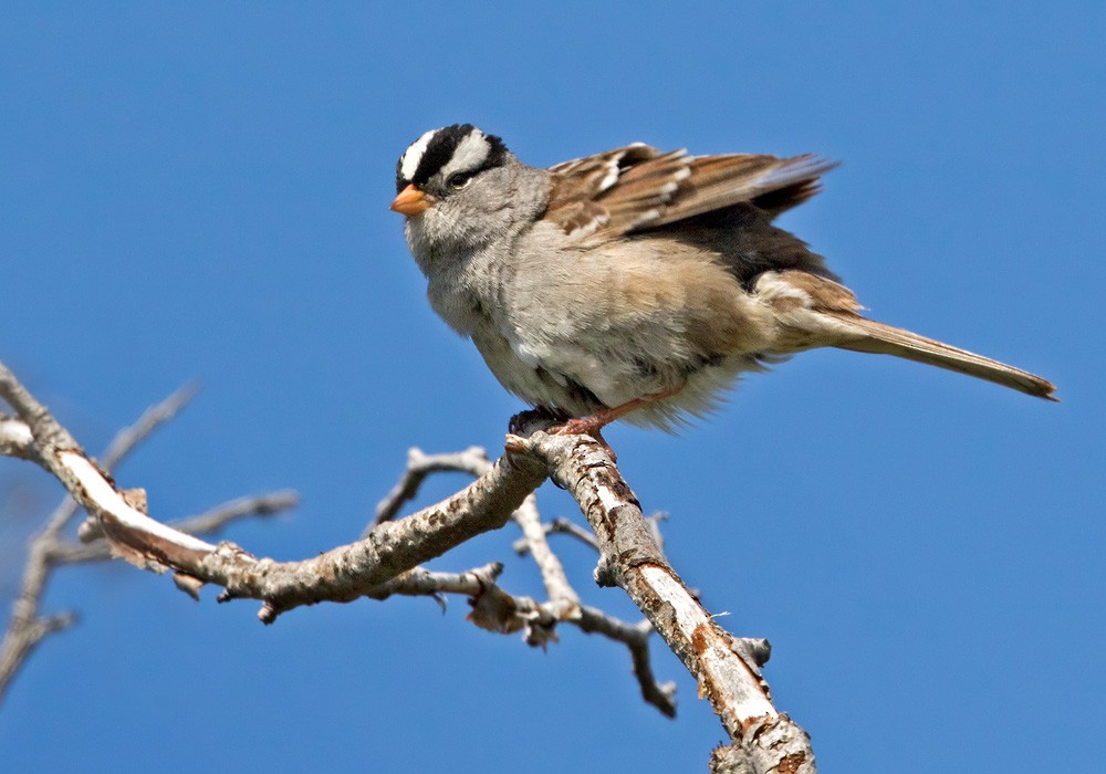 White-crowned Sparrow (Gambel's) - Lars Petersson | My World of Bird Photography