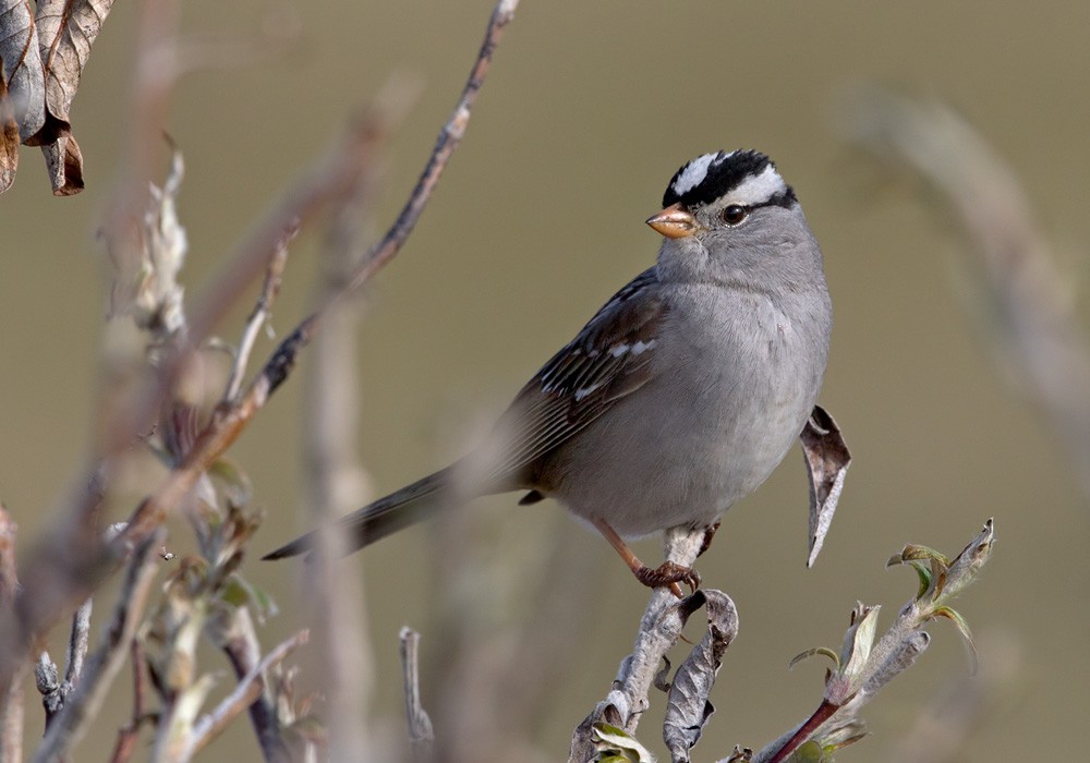White-crowned Sparrow (Gambel's) - Lars Petersson | My World of Bird Photography