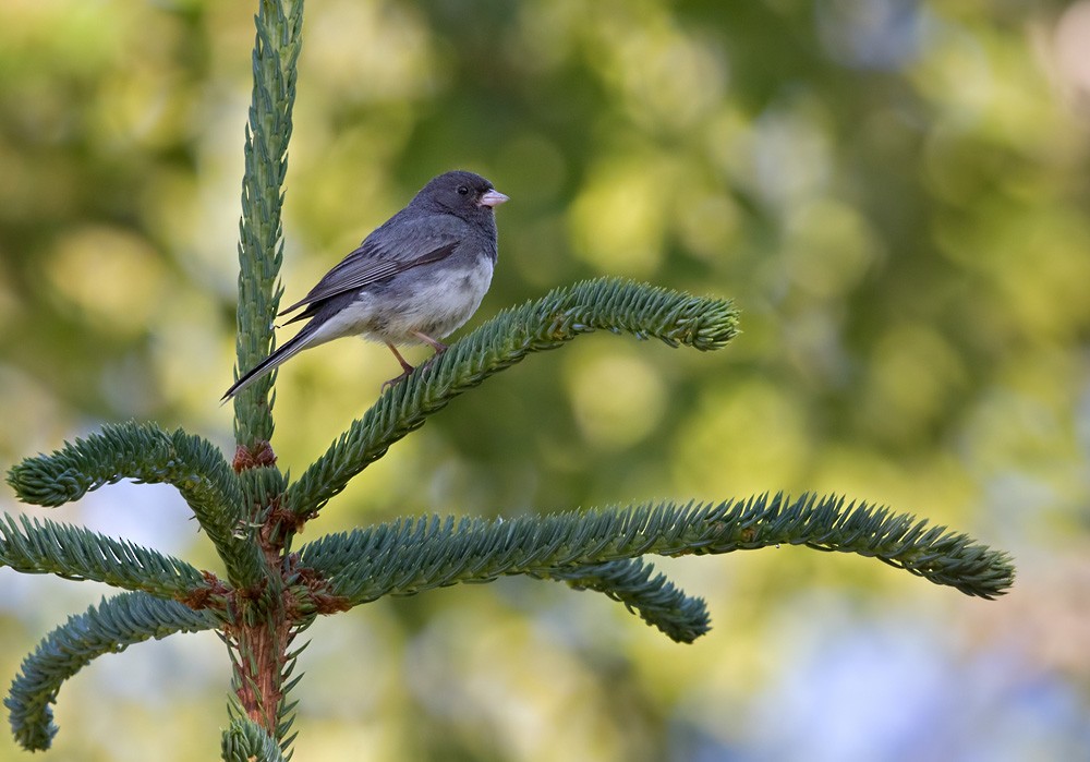 Dark-eyed Junco (Slate-colored) - Lars Petersson | My World of Bird Photography