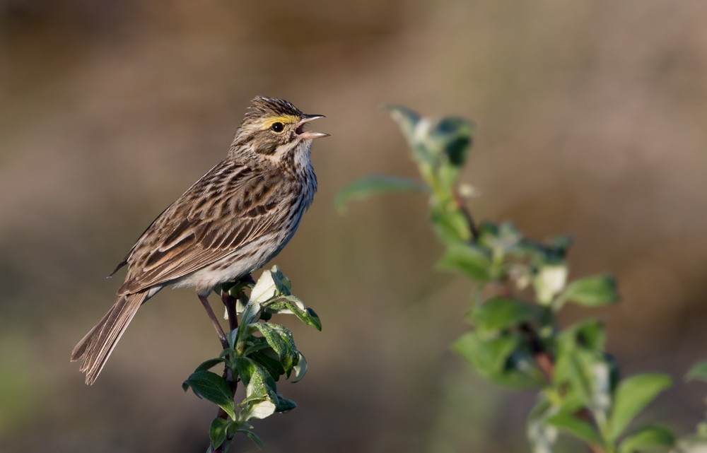 Savannah Sparrow - Lars Petersson | My World of Bird Photography