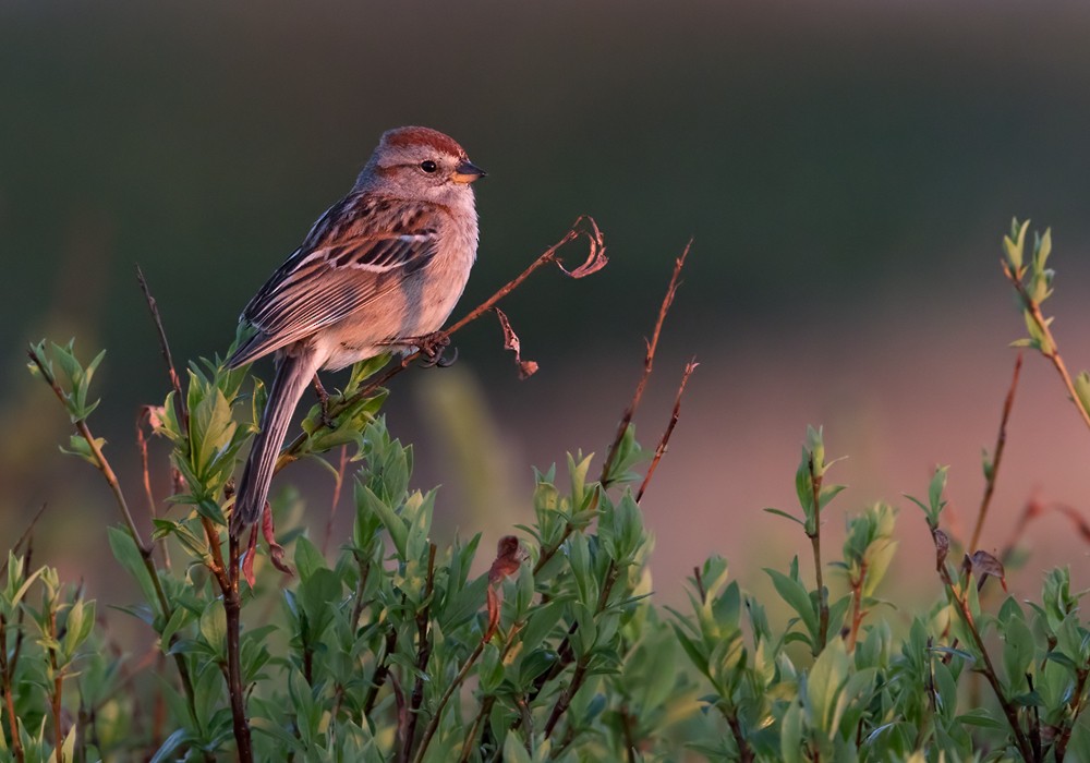 American Tree Sparrow - Lars Petersson | My World of Bird Photography