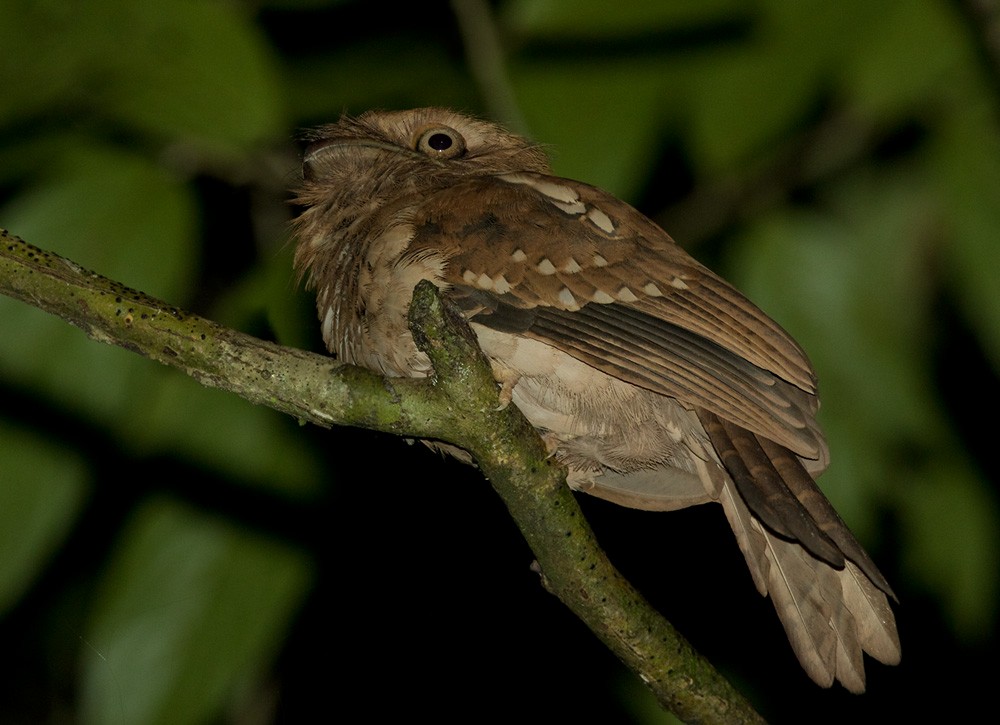 Gould's Frogmouth - ML205982491