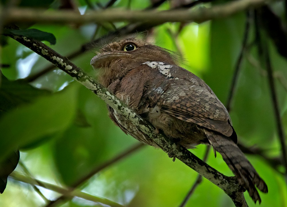 Blyth's Frogmouth (Blyth's) - Lars Petersson | My World of Bird Photography