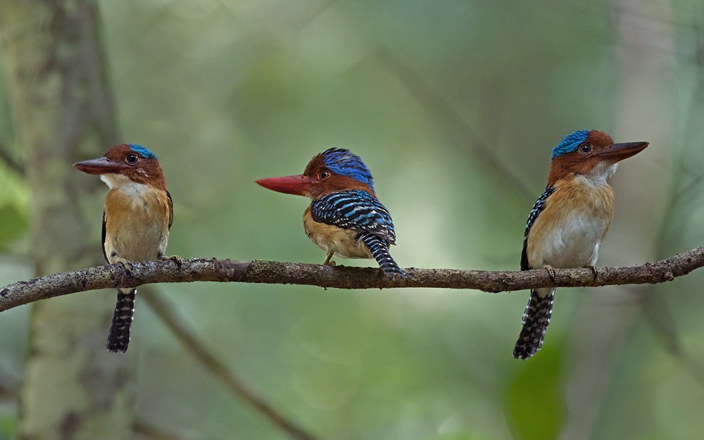Banded Kingfisher (Banded) - Lars Petersson | My World of Bird Photography
