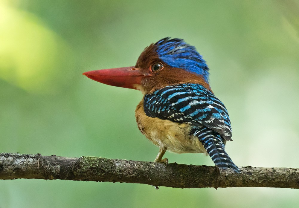 Banded Kingfisher (Banded) - ML205982541