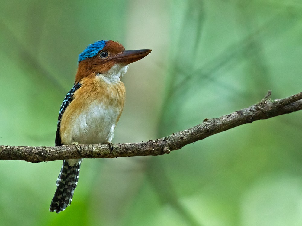 Banded Kingfisher (Banded) - Lars Petersson