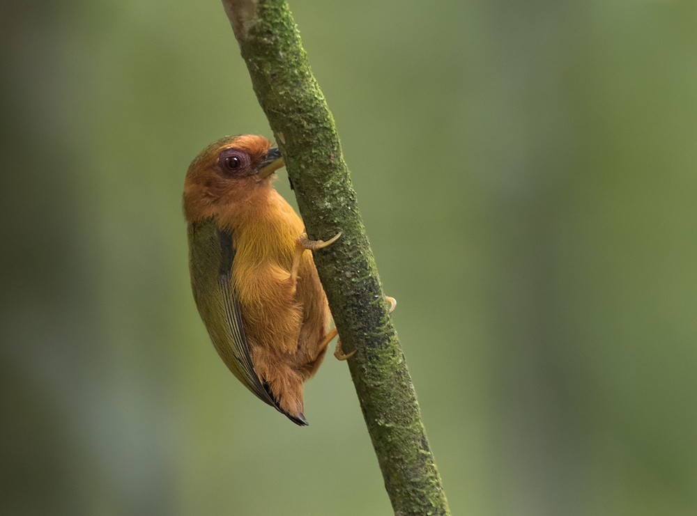 Rufous Piculet - Lars Petersson | My World of Bird Photography