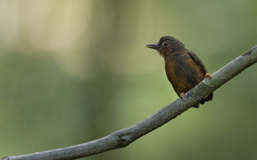 Rufous Piculet - Lars Petersson | My World of Bird Photography