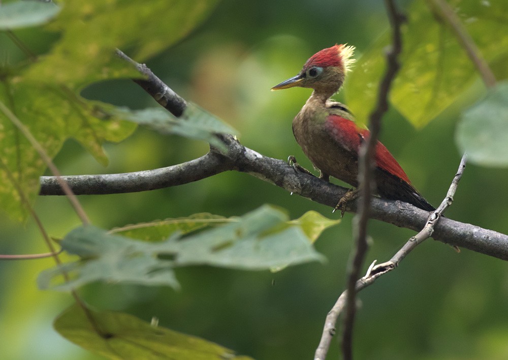 Crimson-winged Woodpecker - ML205982641