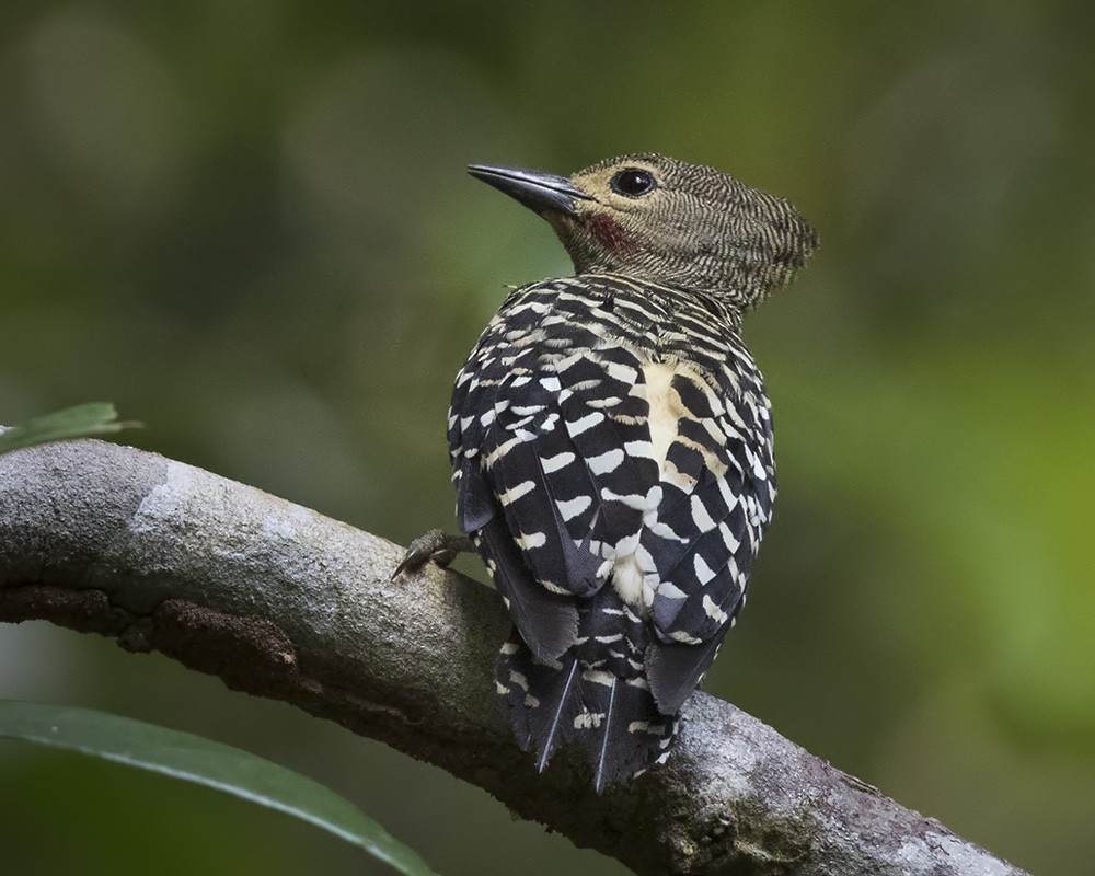 Buff-rumped Woodpecker - Lars Petersson | My World of Bird Photography