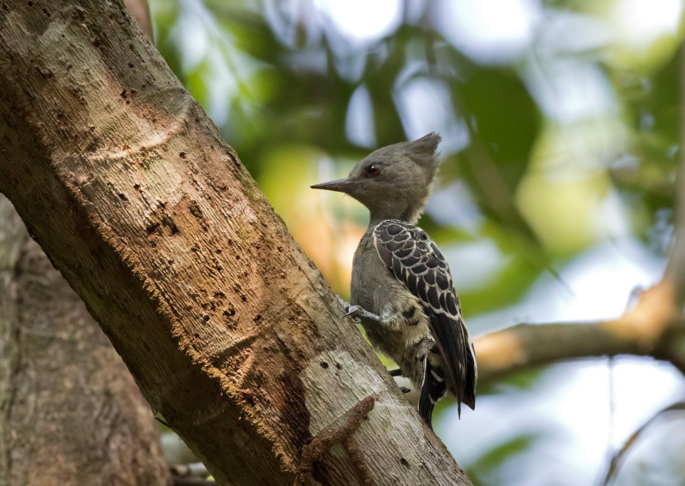 Gray-and-buff Woodpecker (Gray-and-buff) - ML205982681