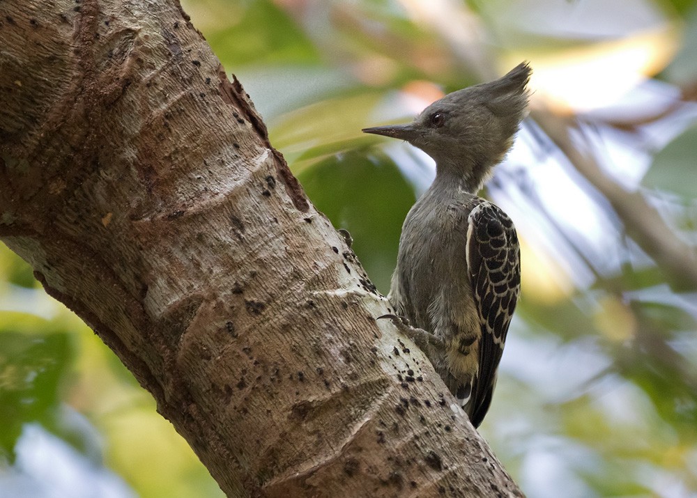 Gray-and-buff Woodpecker (Gray-and-buff) - ML205982691