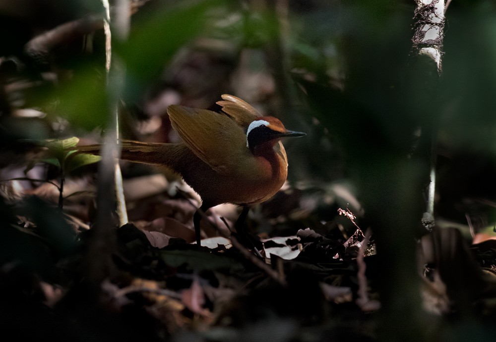 Malaysian Rail-babbler - Lars Petersson | My World of Bird Photography