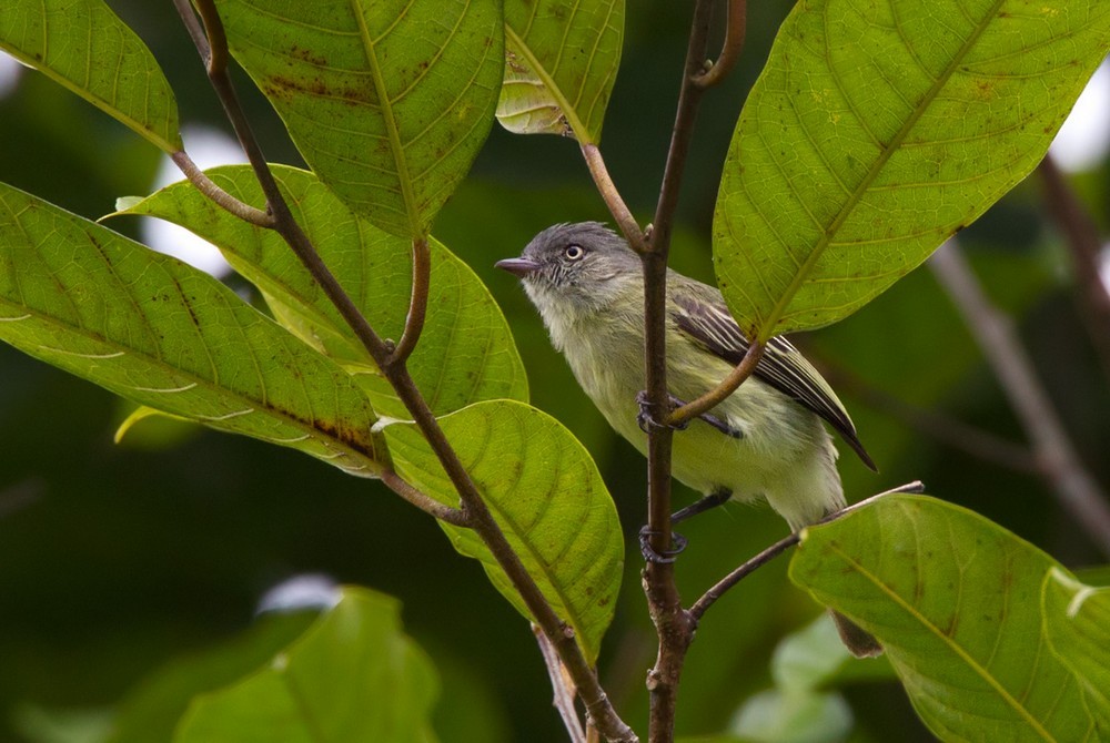 Red-billed Tyrannulet - Lars Petersson | My World of Bird Photography