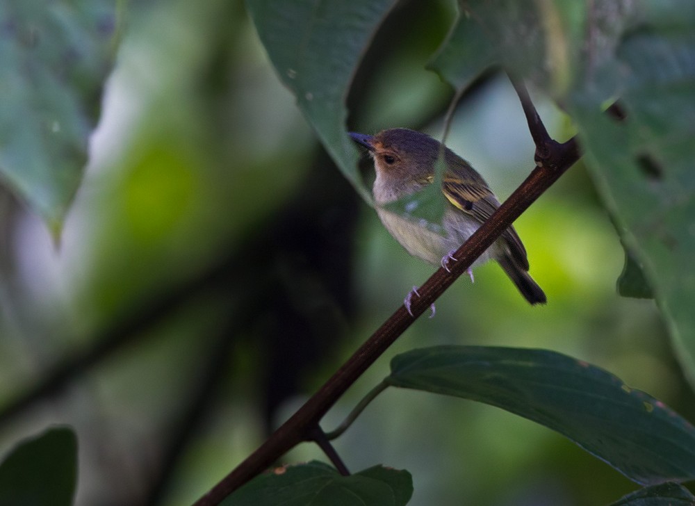 Rusty-fronted Tody-Flycatcher - Lars Petersson | My World of Bird Photography