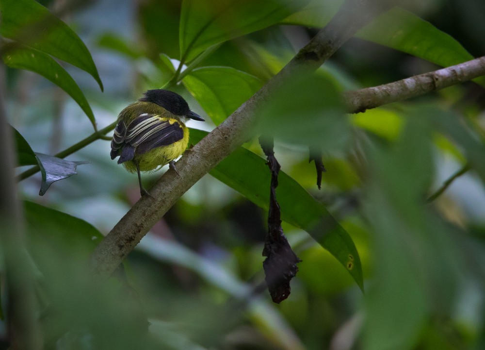 Golden-winged Tody-Flycatcher - Lars Petersson | My World of Bird Photography