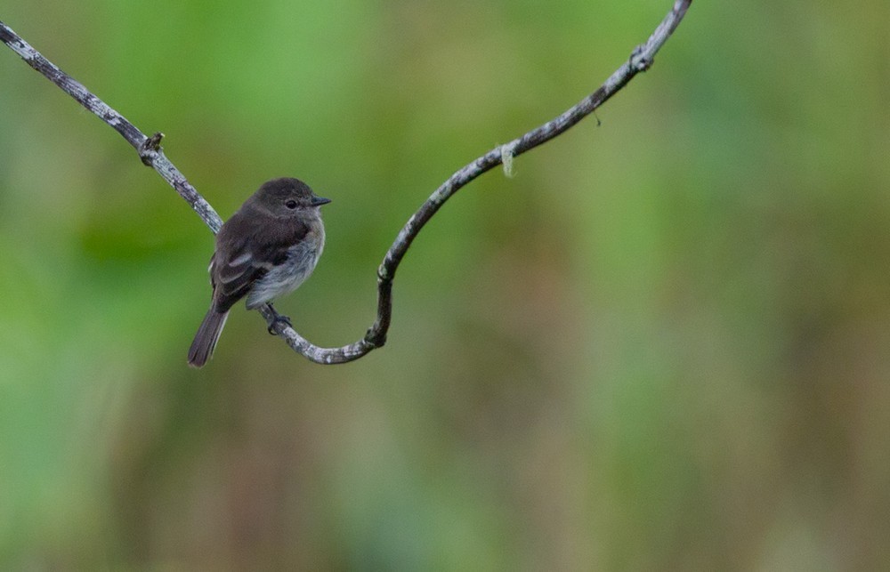 Olive-chested Flycatcher - ML205983001