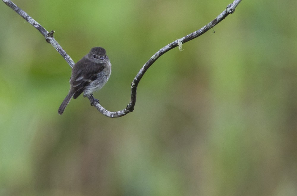 Olive-chested Flycatcher - ML205983011